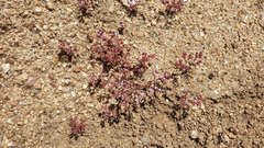 Chorizanthe leptotheca