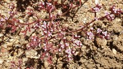Chorizanthe leptotheca