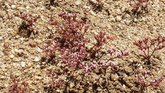 Chorizanthe leptotheca