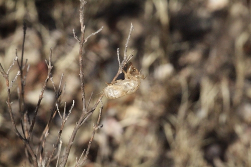 Ash Cicada