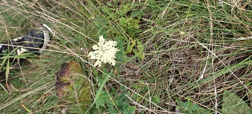 Cream Scabious