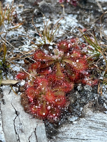 Drosera spatulata spatulata