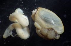 Akera bullata
