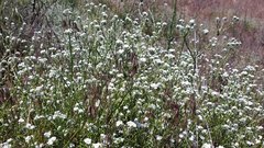 Cryptantha intermedia intermedia