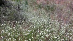 Cryptantha intermedia intermedia