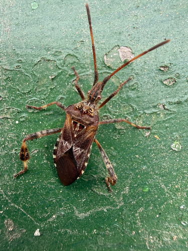 Western Conifer Seed Bug