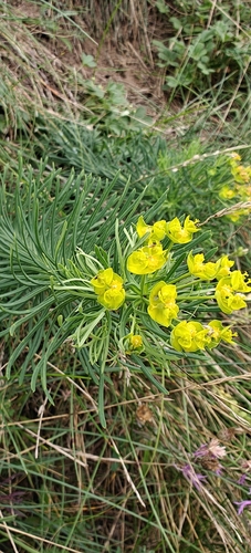 cypress spurge