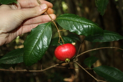 (c) O.Neate, some rights reserved (CC BY-SA) Syzygium hodgkinsoniae, photograph (c) O.Neate, some rights reserved (CC BY-SA)