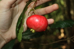 (c) O.Neate, some rights reserved (CC BY-SA) Syzygium hodgkinsoniae, photograph (c) O.Neate, some rights reserved (CC BY-SA)