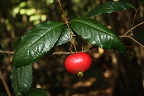 Syzygium hodgkinsoniae, photograph 5