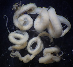 Akera bullata