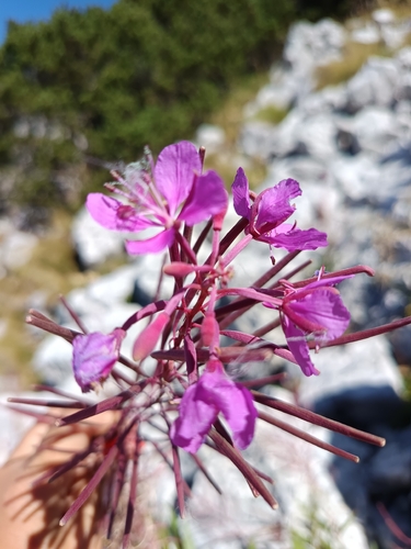fireweed