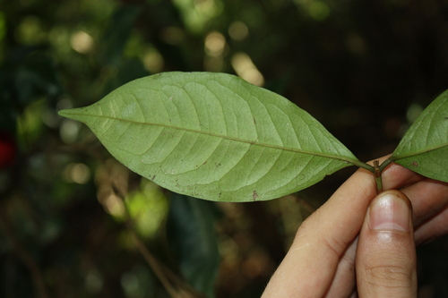 Syzygium hodgkinsoniae, photograph 6