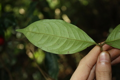 Syzygium hodgkinsoniae, photograph (c) O.Neate, some rights reserved (CC BY-SA)