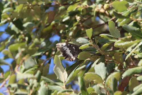 Great Banded Grayling