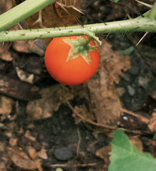 Solanum capsicoides