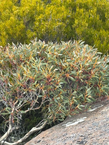 Eucalyptus coccifera
