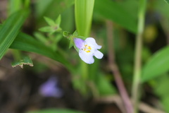 Mazus pumilus