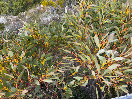 Eucalyptus coccifera, photograph 2