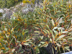 Eucalyptus coccifera, photograph (c) Alex Day, some rights reserved (CC BY)