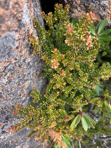 Trochocarpa thymifolia, photograph 1