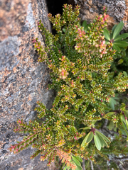 Trochocarpa thymifolia