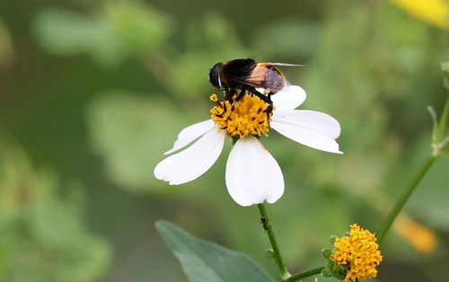 Phytomia zonata