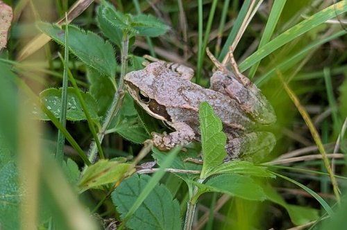 European Common Frog