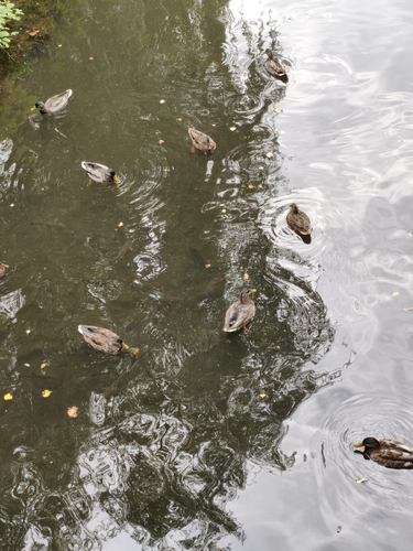 Mallard
