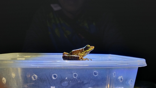 Odorrana hosii observed 2026-09-12