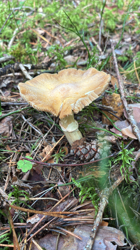Wrinkled Cortinarius
