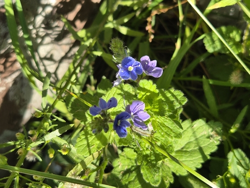 Germander Speedwell