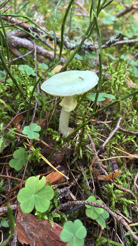 False Death-cap