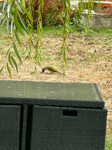 Eurasian Green Woodpecker