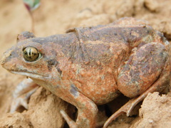 Pelobates vespertinus