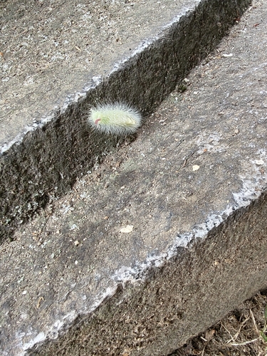 Pale Tussock Moth