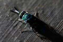 Chrysis lincea
