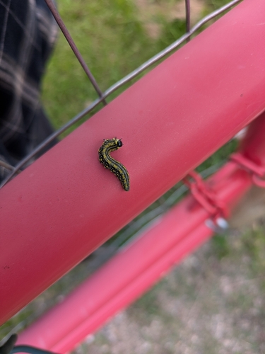 Introduced Pine Sawfly