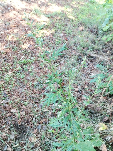 common mugwort