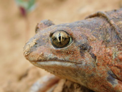 Pelobates vespertinus