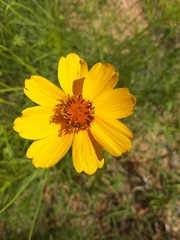 Coreopsis grandiflora