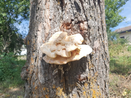 chicken of the woods