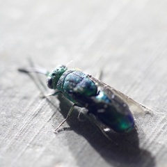 Chrysis lincea