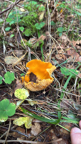 Golden Chanterelle