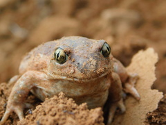 Pelobates vespertinus