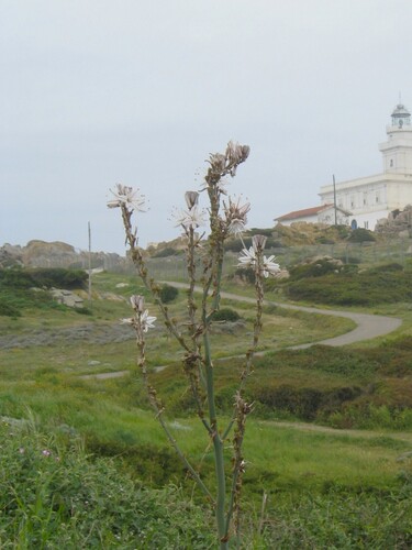 Asphodelus ramosus