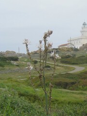 Asphodelus ramosus
