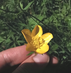 Ranunculus tuberosus