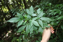 Sambucus australasica