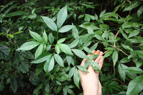 Sambucus australasica, photograph 1